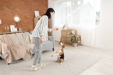 Tatlı Beagle köpeğini evde eğiten genç ve güzel bir kadın.