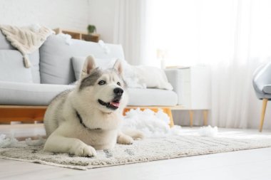 Yastığı yırtılmış, halıya uzanmış yaramaz bir köpek.