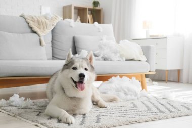 Yastığı yırtılmış, halıya uzanmış yaramaz bir köpek.