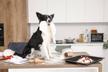 Yaramaz Border Collie köpeği kağıt havlularla ve mutfaktaki masanın üstünde.