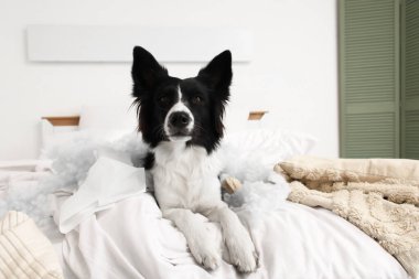 Yatak odasında, yırtık yastıkla doldurulmuş yaramaz Border Collie köpeği.