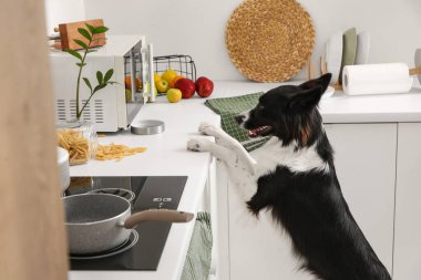 Mutfak tezgahında dağınıklığı olan yaramaz Border Collie köpeği.