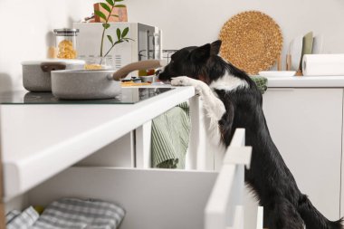 Mutfak tezgahında dağınıklığı olan yaramaz Border Collie köpeği.