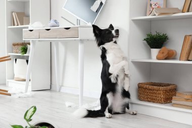 Yaramaz Sınır Köpeği dağınık odada