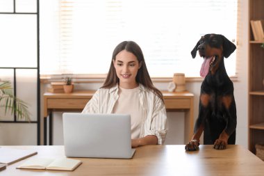 Tatlı Doberman köpeği ve evde dizüstü bilgisayarla çalışan güzel, genç ve mutlu bir kadın.