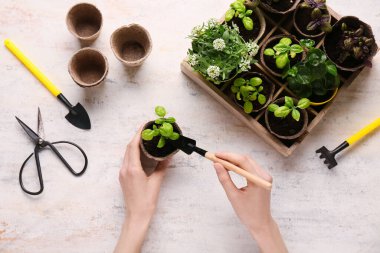 Bahçe küreği tutan kadın elleri ve bej rengi grunge arka planda fideleri olan tencereler.