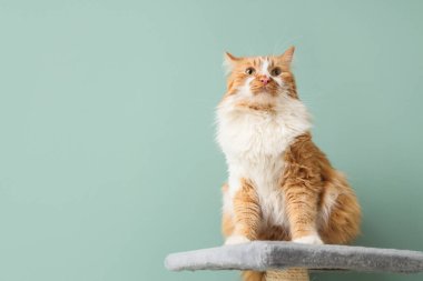 Yeşil arka planda tırmalayan sevimli tüylü kedi.