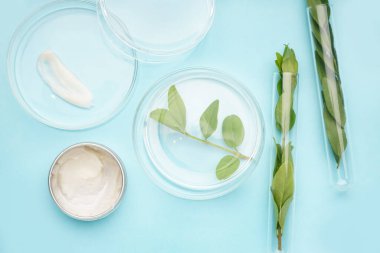 Mavi arka planda numune, bitki yaprakları ve kozmetik ürün kavanozu bulunan petri kapları