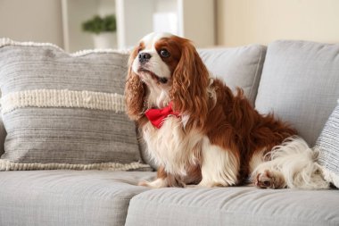 Şirin süvari Kral Charles spaniel evde kanepede uzanmış papyonlu.