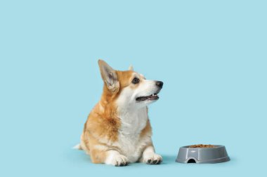 Mavi arka planda bir kase kuru yiyeceği olan şirin Corgi köpeği.