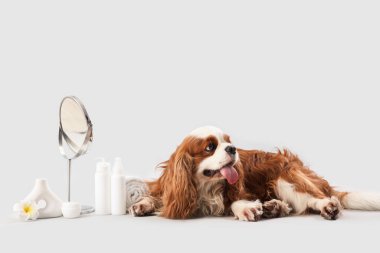 Yakışıklı süvari Kral Charles kozmetik ürünleri ve gri arka planda duran aynalı spaniel.