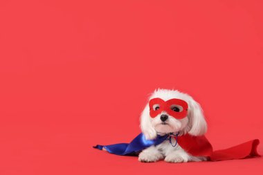 Kırmızı arka planda yatan süper kahraman kostümlü şirin köpek.