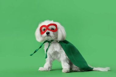 Yeşil arka planda süper kahraman kostümlü şirin bir köpek.