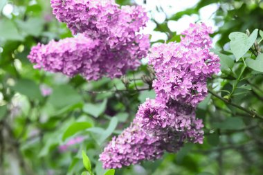 Çiçek açan mor leylak ağacı güzel bir bahar gününde