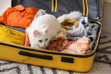 Açık bavulda sevimli beyaz kedi ve evde yerde giysiler.