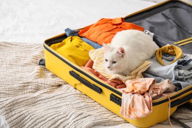 Güzel beyaz kedi açık bavulda ve evde giysileri var.