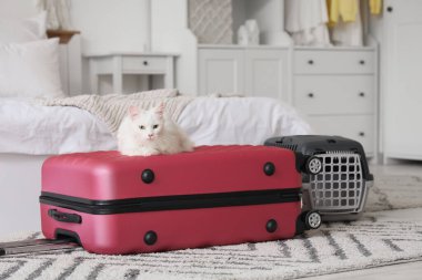 Güzel beyaz kedi, bavulu dolu ve evcil hayvan taşıyıcısı yatak odasında.