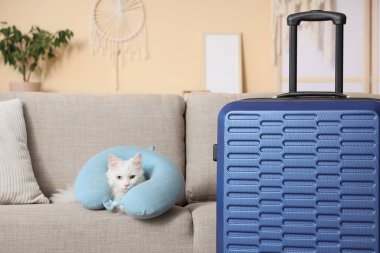 Güzel beyaz kedi, bavulunu toplamış ve oturma odasındaki kanepede yastık bırakmış.