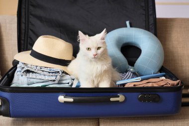 Güzel beyaz kedi, açık bavulda eşyalar ve evdeki kanepede seyahat yastığı.