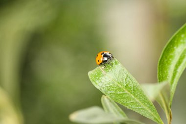 Bulanık arka planda sevimli küçük uğur böceği olan yeşil bitki, yakın plan.