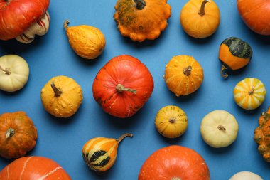 Mavi arka planda farklı taze balkabakları