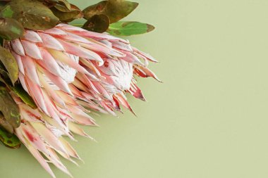 Yeşil arka planda güzel protea çiçekleri