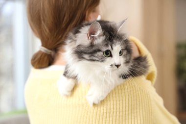 Sahibi evde kısırlaştırmadan sonra sevimli bir kedi tutuyor.