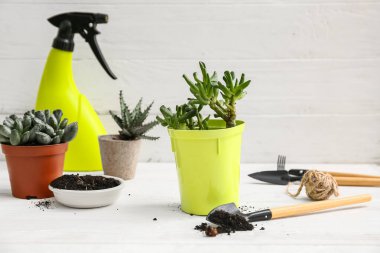 Organ nakli yapılan bitki beyaz arkaplana karşı bahçe araçları ile