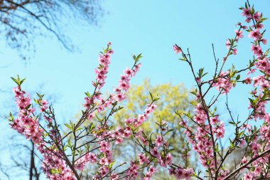 Güzel çiçek açan şeftali dalları mavi gökyüzüne karşı