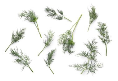 Beyaz arkaplanda taze yeşil dereotu