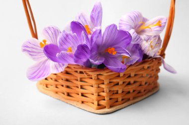 Beyaz arka planda güzel Saffron çiçekleriyle dolu sepet, yakın plan.