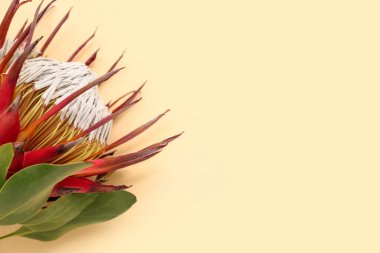 Bej arkaplanda güzel kırmızı protea çiçeği, yakın plan.