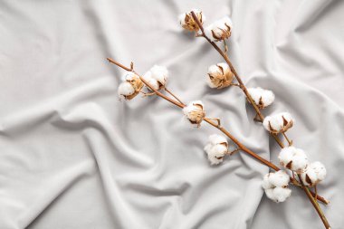 Beyaz çarşaflarda pamuk filizi