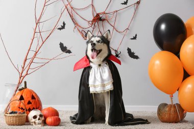 Gri duvarın yanında cadılar bayramı süslemeleri olan Drakula kostümlü şirin bir köpek.