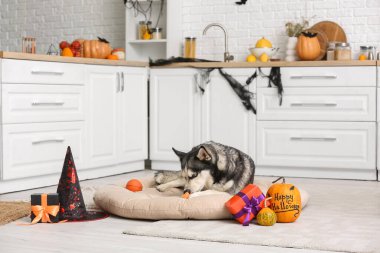 Cadılar Bayramı süslemeleri, balkabakları ve evcil hayvan yatağında hediye kutuları olan sevimli, iri kıyım bir köpek.