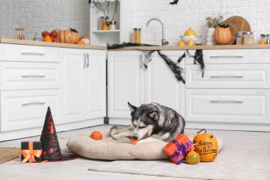 Cadılar Bayramı süslemeleri, balkabakları ve evcil hayvan yatağında hediye kutuları olan sevimli, iri kıyım bir köpek.