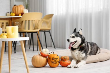 Evcil hayvan yatağında cadılar bayramı süslemeleri olan sevimli, iri yarı bir köpek.