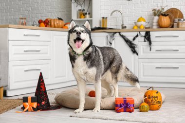 Cadılar Bayramı süslemeleri, balkabakları ve evcil hayvan yatağında hediye kutuları olan sevimli, iri kıyım bir köpek.