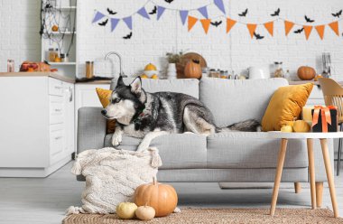 Evde kanepede uzanmış Cadılar Bayramı süslemeleri olan sevimli, iri yapılı bir köpek.