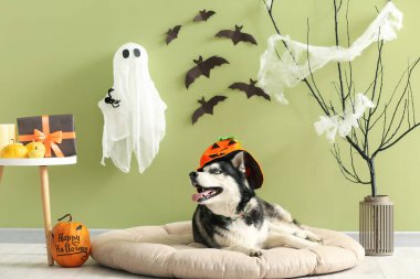 Cadılar Bayramı süsleri yeşil duvarın yanında, evcil hayvan yatağında uzanmış şirin, iri yapılı bir köpek.