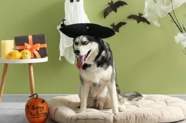 Cadılar Bayramı süslemeleri olan korsan şapkalı şirin, iri kıyım köpek yeşil duvarın yanında, evcil hayvan yatağında oturuyor.