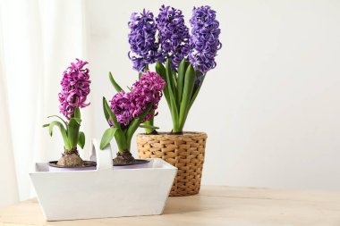 Taze sümbül çiçekleri beyaz sepetin içinde ve tahta sehpanın üzerinde, ışık duvarının yanında.