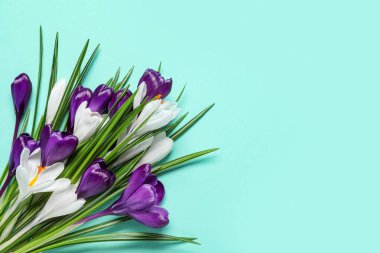 Turkuaz arka planda güzel crocus çiçekleri