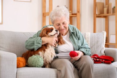 Hoş şövalye Kral Charles 'ın köpeği ve ipliğiyle evdeki kanepede oturan son sınıf öğrencisi kadın.