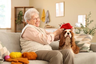 Kıdemli kadın sevimli süvari Kral Charles Spaniel 'in evine örülmüş şapka takıyor.