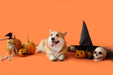 Cadılar Bayramı süslemeleri, cadı şapkası ve süpürgesi turuncu arka planda duran şirin Corgi köpeği.