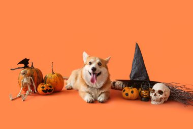 Cadılar Bayramı süslemeleri, cadı şapkası ve süpürgesi turuncu arka planda duran şirin Corgi köpeği.