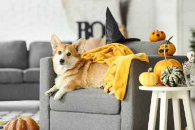 Cadı şapkalı ve cadılar bayramı dekorasyonlu şirin Corgi köpeği evdeki kanepede yatıyor.