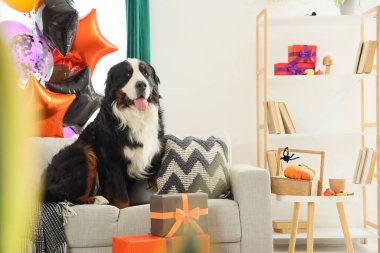 Cadılar Bayramı balonları ve hediye kutularıyla evdeki kanepede oturan sevimli Bernese dağ köpeği.