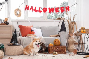 Cadılar Bayramı partisi için dekore edilmiş balkabaklı ve cadı şapkalı şirin Corgi köpeği.